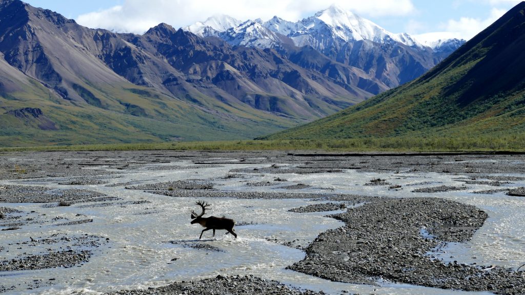 Image of a moose walking across a river.